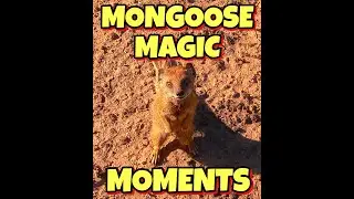 WILD MONGOOSE TOUR UNCUT ☆ RESEARCH ☆ 16 JUNE 2024 ☆ WALK WITH WILDLIFE ☆ MONGOOSE MAGIC MOMENTS ☆