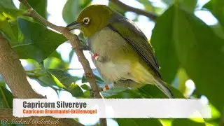 Capricorn Silvereye (Zosterops lateralis chlorocephalus) [1]