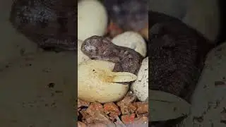 Witnessing the Delicate Breathing of a Baby Chameleon #NatureIsAmazing