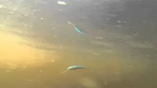 Rapala Deep Tail Dancer TDD11