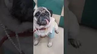 Vodafone  pug dog 😍#ytshorts dog lover shorts video ##viral  #trending  #youtube  #youtuber #short