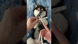 Dog Spa for Relaxation and Grooming | Easy Steps to Pamper Your Pet