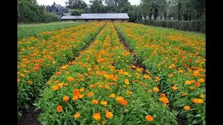 Best Farm to Face Skincare Items