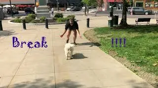 Dunmore Dog Trainers ||| OLK9 Scranton |||1 Year Old Pomsky, Wiley