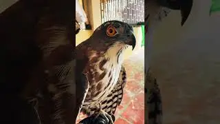 Do you like this sound ? #Besrasparrowhawk