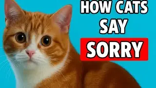 HOW DO CATS APOLOGIZE TO HUMANS?
