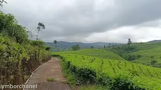 Peaceful Green Tea Plantation 🌿 | Relaxing Nature & Healing Scenery