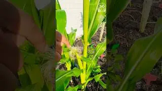 How To Hand Pollinate Corn For A PERFECT ear 🌽 #garden #corn