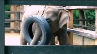 Cute Moment! Baby Elephant Learns to Play with Tires