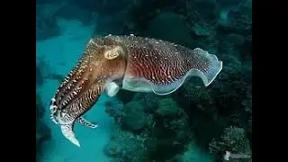 como cristalizar una potera con cianocrilato (pegamento instantáneo)(acabado cristalizado muy chulo)