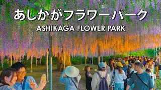 あしかがフラワーパーク Ashikaga Flower Park: Wisteria Festival 2024 Flowers in Full Bloom 藤の花が満開【4K HDR】