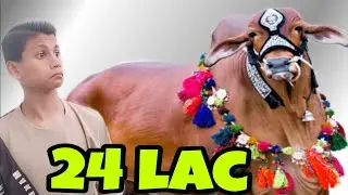 24 lac ka janwar dekha😯🤯😯|| cow mandi vlog