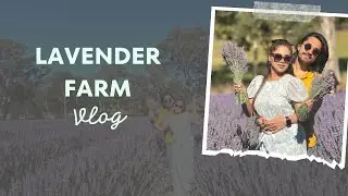 LAVENDER FARM VLOG|| MEKSAM KHATI|| DIKU CHHETRI 2024