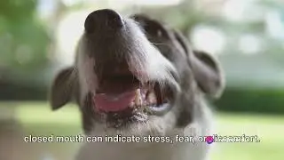 Unlocking Canine Communication: Decoding Dog Talk