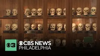 The M&uuml;tter Museum is updating its approach to managing its human remains collection
