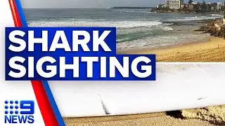 Four Sydney beaches closed overs shark scare | 9 News Australia