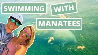Swimming with Manatees - River Ventures Manatee Tours - Crystal River Florida