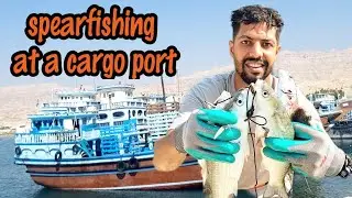 Spearfishing at a cargo port | dangerous dock dive in the Persian gulf 