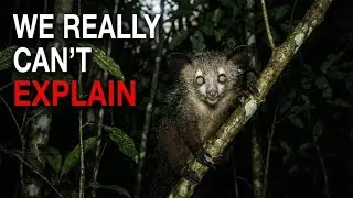 Nothing About The Aye-Aye Is Normal - Here’s Why