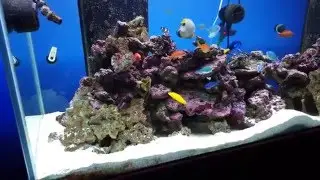 Carbon Dosing: Vinegar dosing in a 210 gallon - Day 1