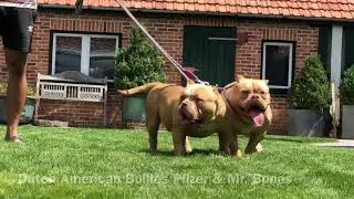 Dutch American Bullies Pfizer & Mr. Bones