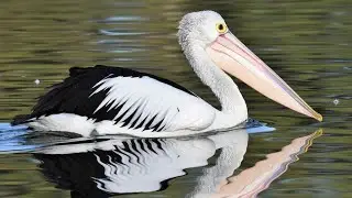 Undan kacamata, Pelican hitam putih yang sangat besar dan khas yang menjadi pencirinya