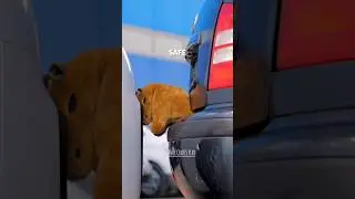 @Safe Your Car💯🔥 #diyidea #creativeideas #Safeyourcar #carsafety #carcaretips