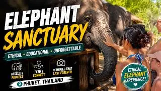 Phuket Elephant Jungle Sanctuary - Feeding Elephants | No Riding, Ethical Experience
