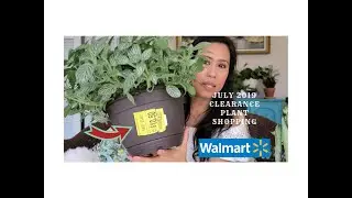 July 2019 Plant Shopping//Walmart Rescued Plants//Citrus plants//PlantHaul