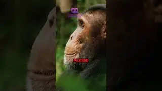 3 UNKNOWN FACTS ABOUT MONKEYS #information #animals #wildlife  #facts #monkey