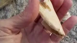 neolithic bone needles, awls, and fish hooks March 9 2020
