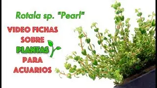Rotala sp. 