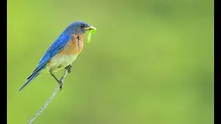 Merlebleu de l'Est - Eastern Bluebird