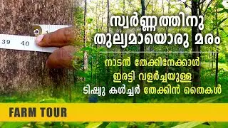 If there is a tree that is equal to gold, it is teak | Tissue Culture Teak Plants
