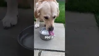 Why you should clean your dogs water bowl!!🤮🐾