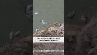 Thousands of grey herons nest on Yellow River cliffs