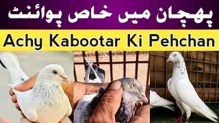 Achay Kabootar Ki Pehchan | High Flyer Kabootar Ki Pehchan | Amazing Kabootar Tips