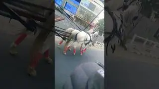 lakadiki kati katipe ghoda🐴🐎🐎🐎🐎#shortvideo #youtubeshorts #foryou #animallover #lakdikikathi