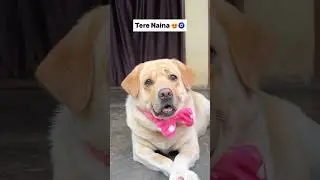 Tere naina 😍🧿 || labra rubi || #shorts #youtubeshorts #labrador #dog #cute #viralsong #trending