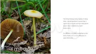 Yellow Fieldcap (Bolbitius titubans)