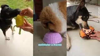 Como funciona o BOX.Petiko