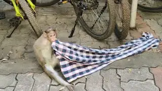Monkeys play with towel funny