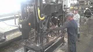 Taking care of the cows' health
