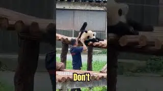 This Panda REFUSES to Move 😂 #funny #animals #shorts