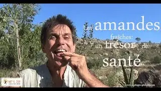 Amandes fra&icirc;ches ... un tr&eacute;sor de sant&eacute; !