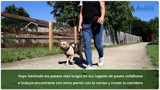 Adiestramiento de su perro con el   arn&eacute;s antitirones de  The Company of Animals