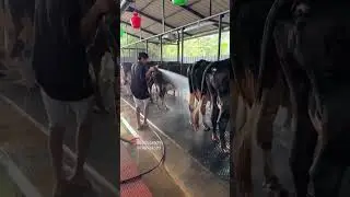 Ok ഫാം 🐮എടരിക്കോട്