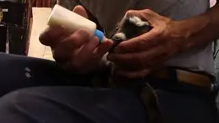 Bottle feed baby goat