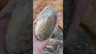 Тцк, полиция, учебка,отказ от присяги...