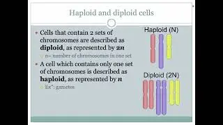 mitotic cell cycle part 1